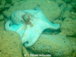 Octopus shot with Olympus C-7070 with PT-027 housing and ... by J. Daniel Horovatin 